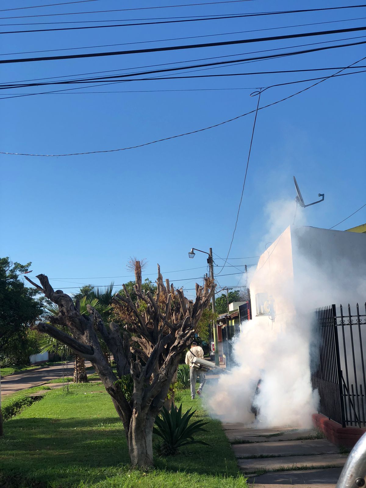 HUMO