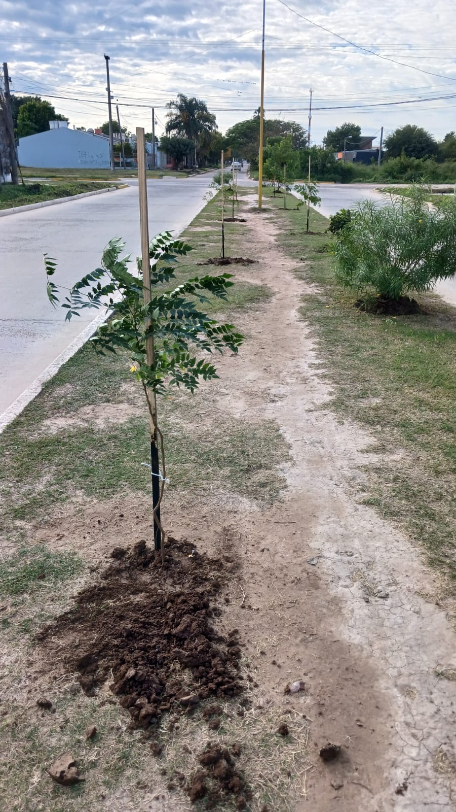 PLANTITAS